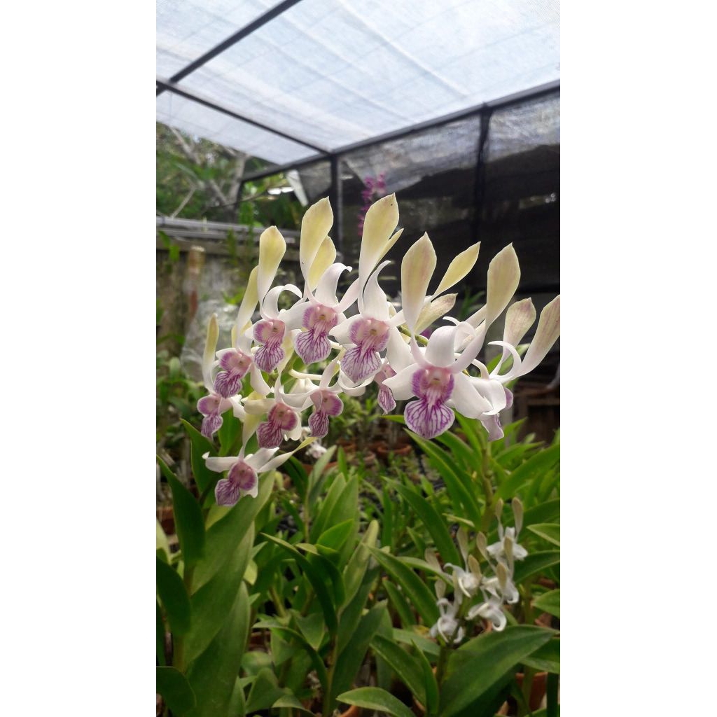 Jual Dendrobium Lorrie Mortimer(Rabbit Pink) | Shopee Indonesia