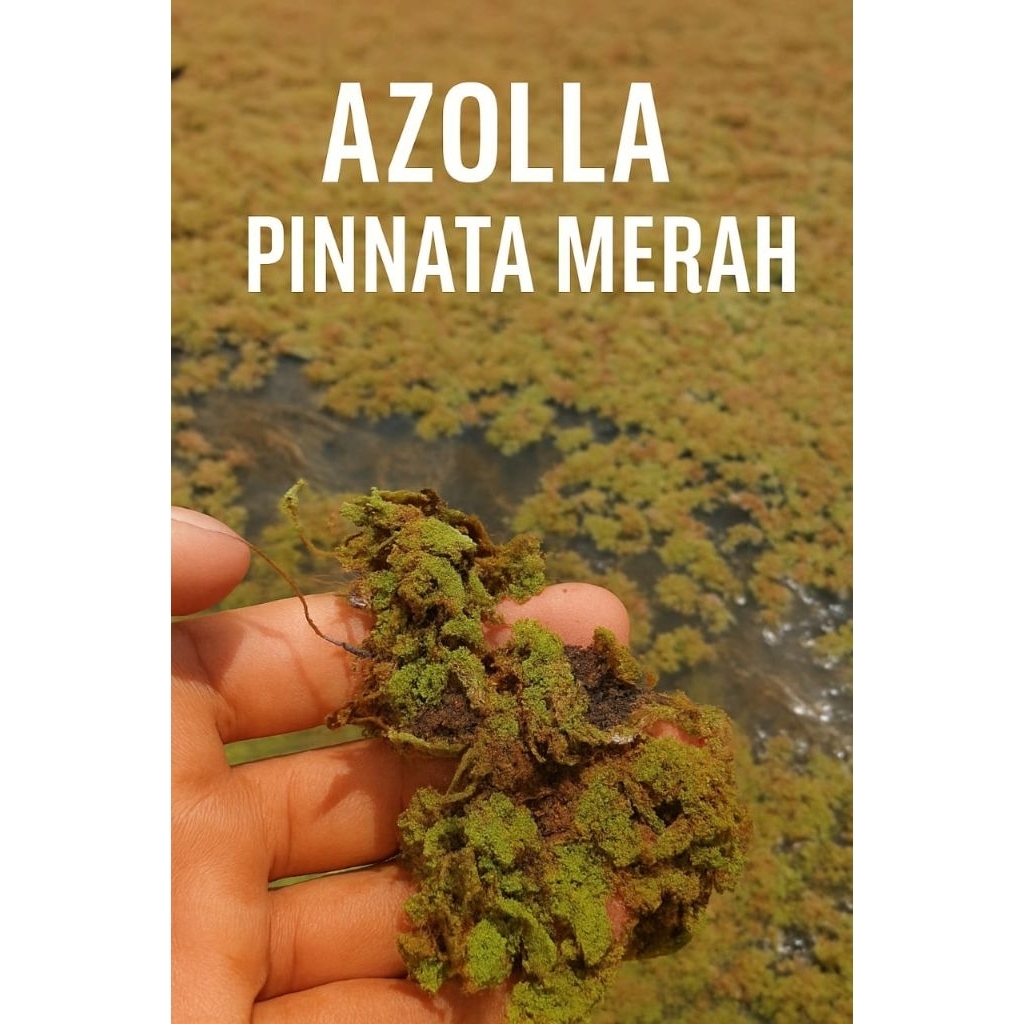 Jual Azolla Pinnata Merah 500gram | Shopee Indonesia