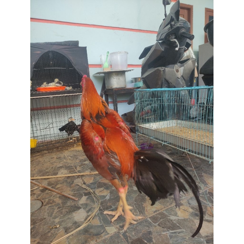 Jual ayam pakoy brakot usia 7 bulan garansi, promo | Shopee Indonesia