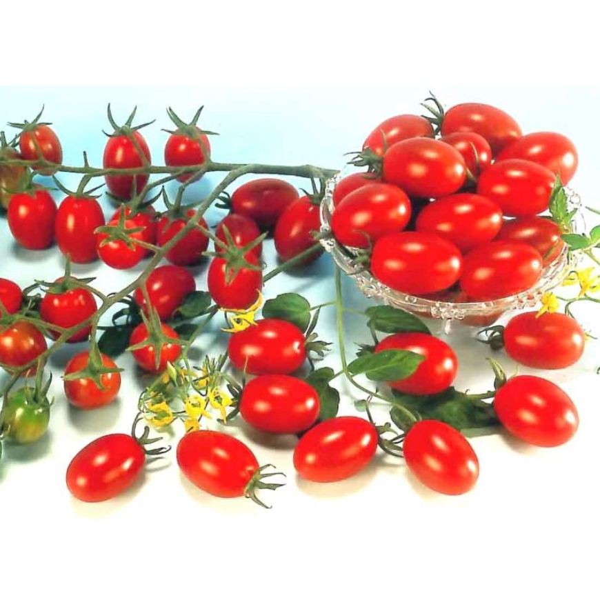 Jual TERMURAH - Benih Tomat F1 Cherry merah Tropical Ruby | Shopee ...