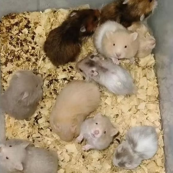Jual Hamster Syrian Gembul PAKET HEMAT Murah | Hamster Syrian Jinakl ...
