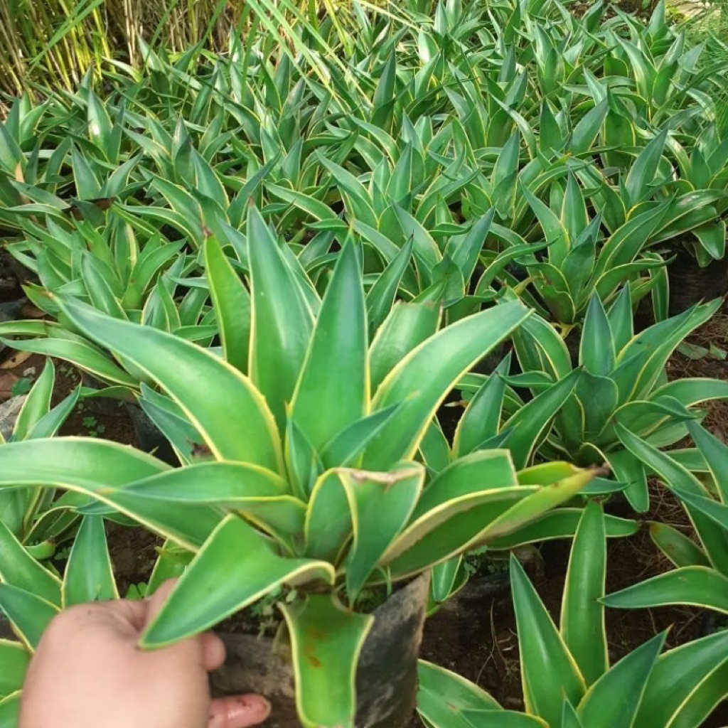 Tanaman hias pot agave hijau tanaman agave raja siklok Tanaman Hias Pot Agave Hijau Tanaman Agave Raja Siklok