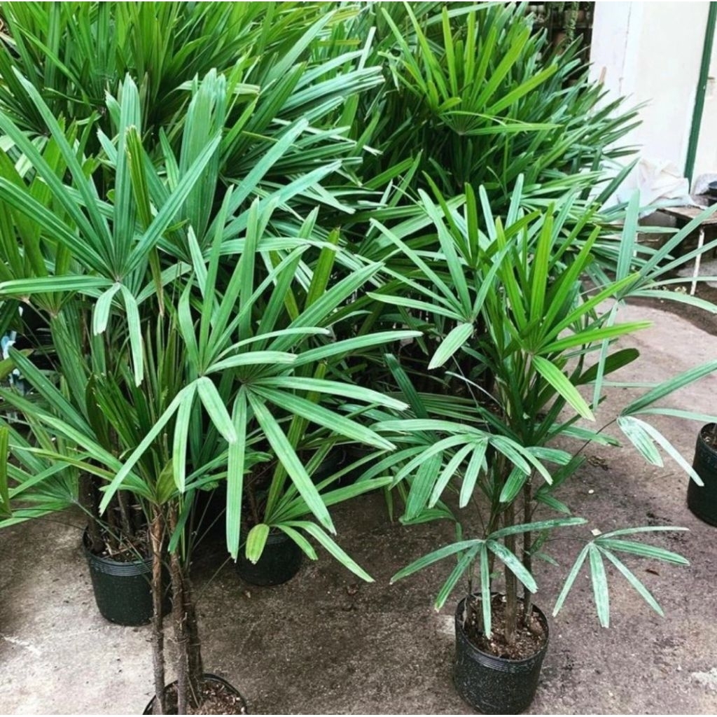 Jual Tanaman hias palem waregu - palem raphis regu tinggi 50/80cm ...