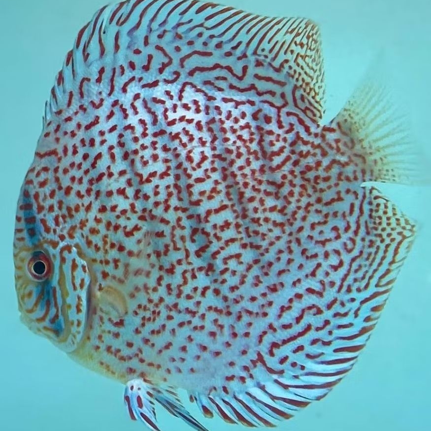 Jual Discus Leopard ikan hias air tawar / hiasan aquarium | Shopee ...