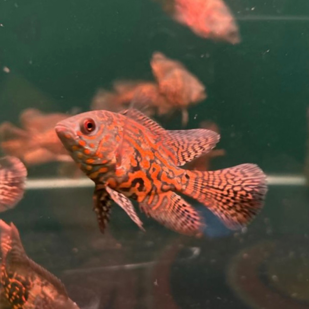 Jual OSCAR LEOPARD SLAYER OSCAR SLAYER LEOPARD OSCAR LEOPARD IKAN HIAS ...