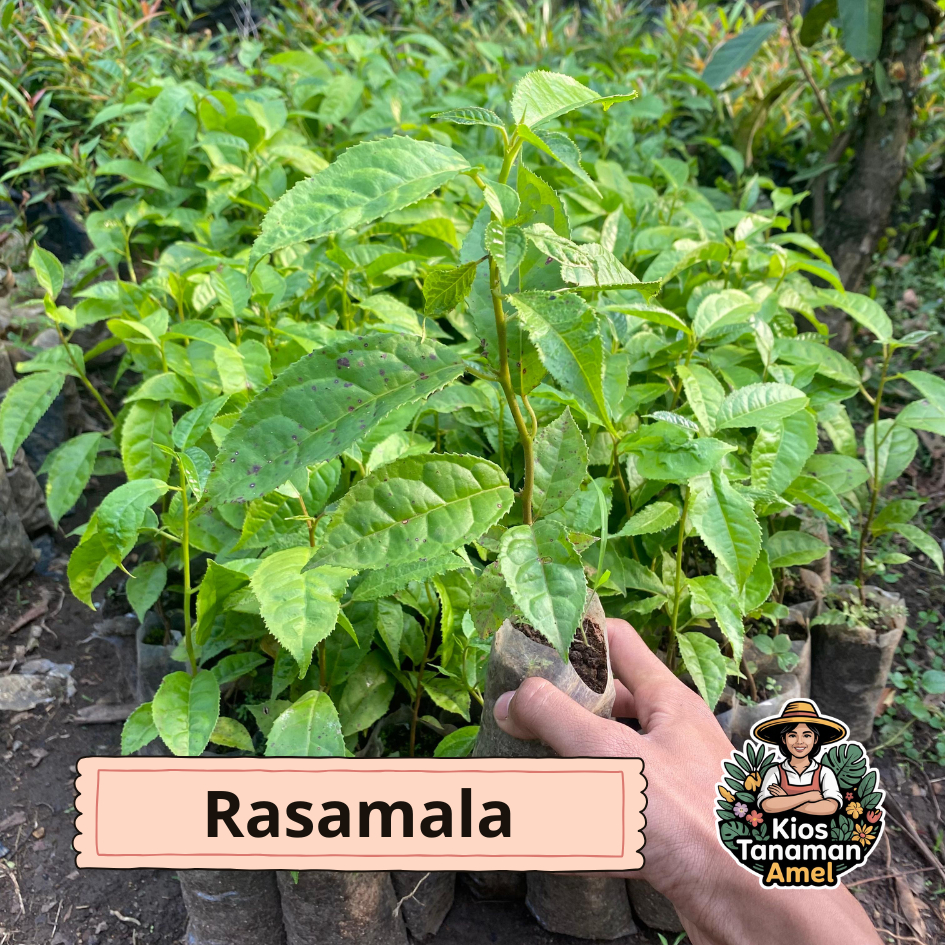 Jual bibit pohon rasamala siap tanam | Shopee Indonesia