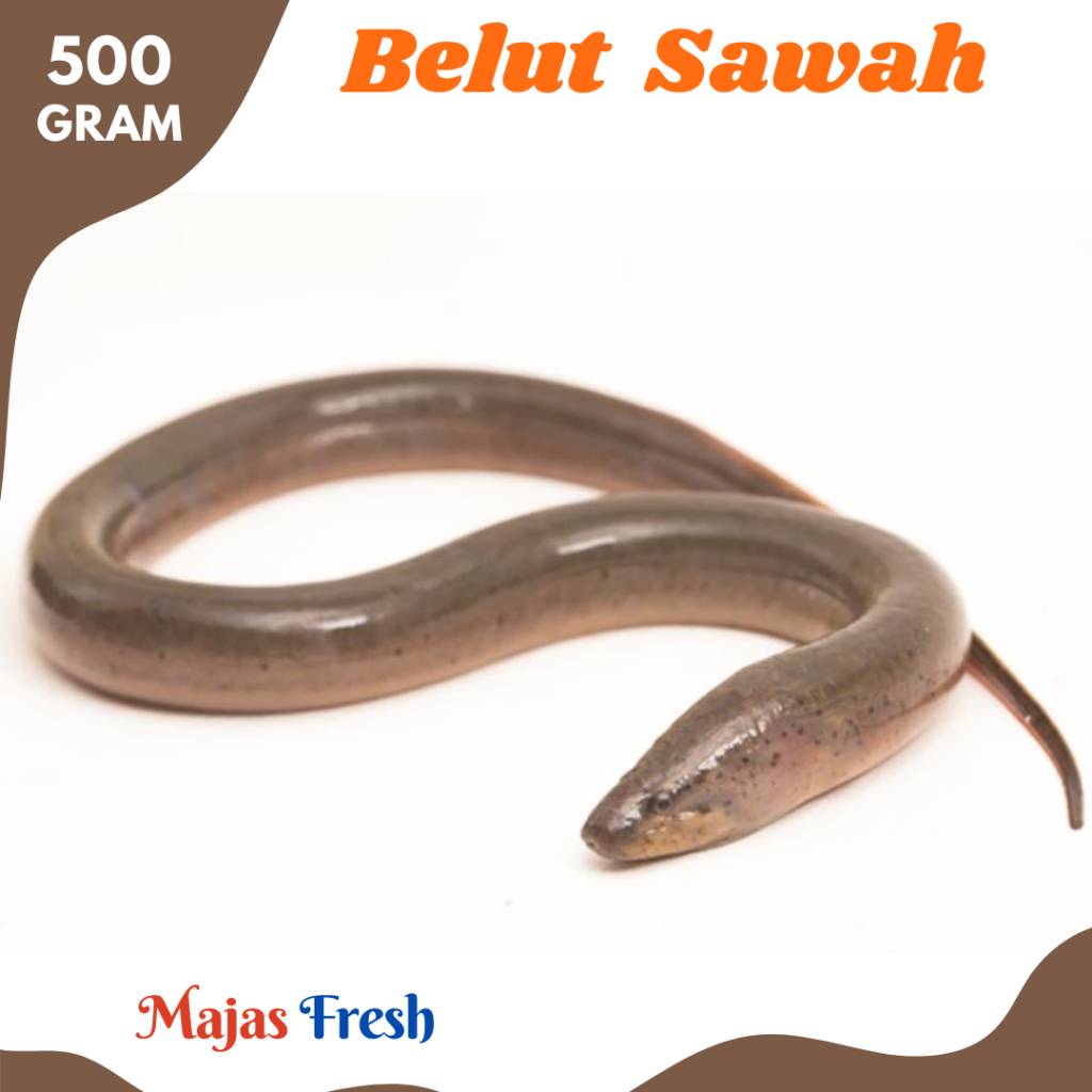 Jual BELUT SAWAH Segar Ikan Belut Sawah Hidup Mati Fresh 500gr 