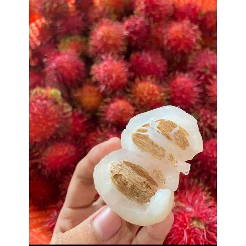 Jual rambutan ace / rambutan 1kg++ | Shopee Indonesia