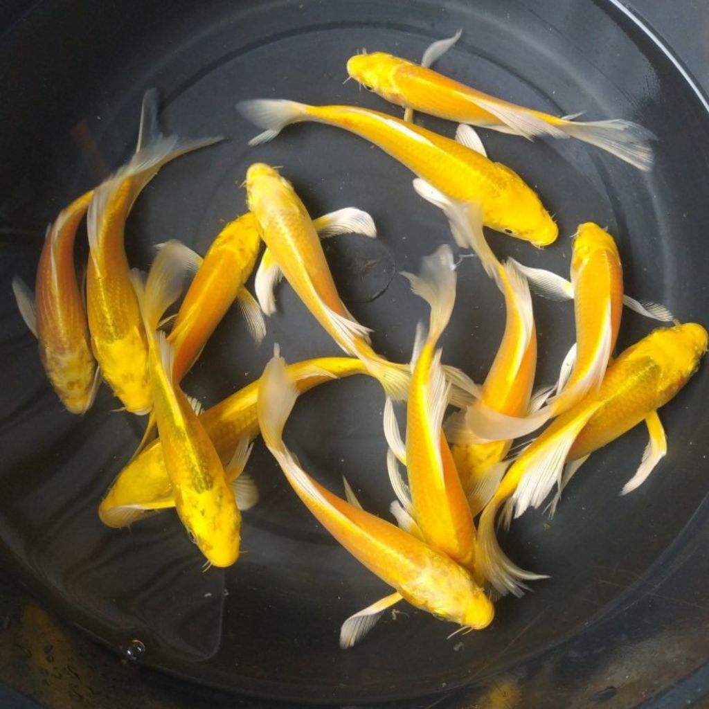 Jual Ikan koi slayer ogon/kuning 10-13cm | Shopee Indonesia