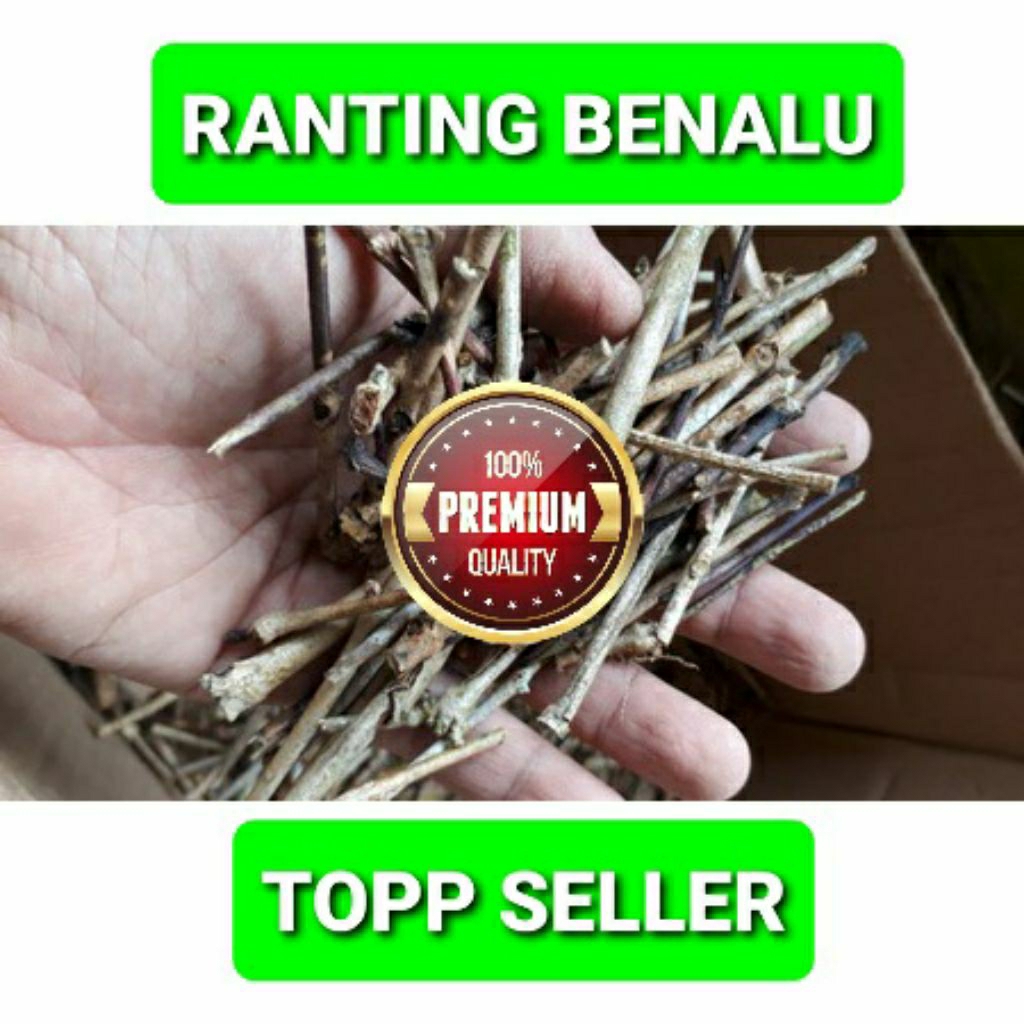 Jual Ranting/Batang Benalu Kopi Hutan 1 Kg | Shopee Indonesia