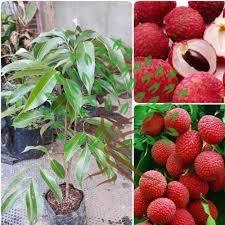 Bibit Buah Leci Merah Tanaman Hias Tumbuh Cepat Daun Hijau Buah Merah
