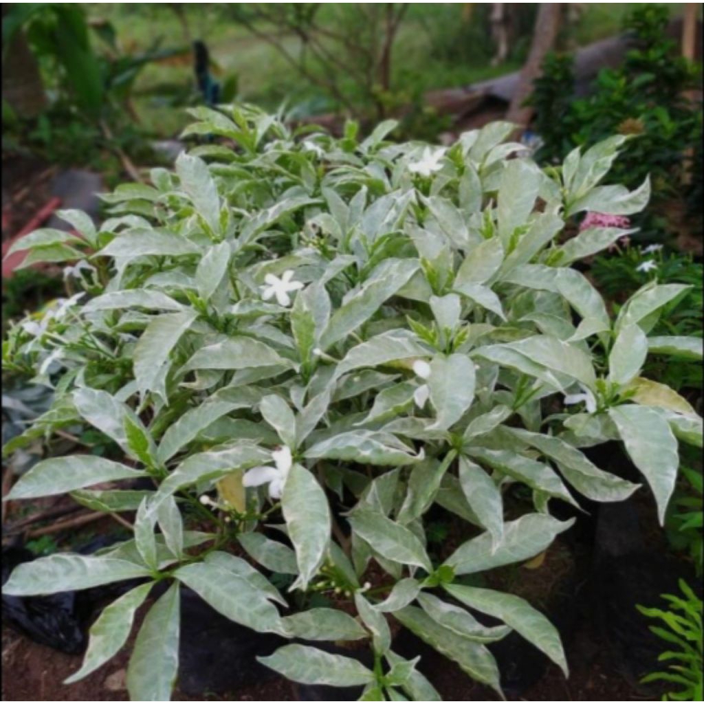 Jual Bunga Melati Jepang Terlengkap & Harga Terbaru Juli 2026 | Shopee ...