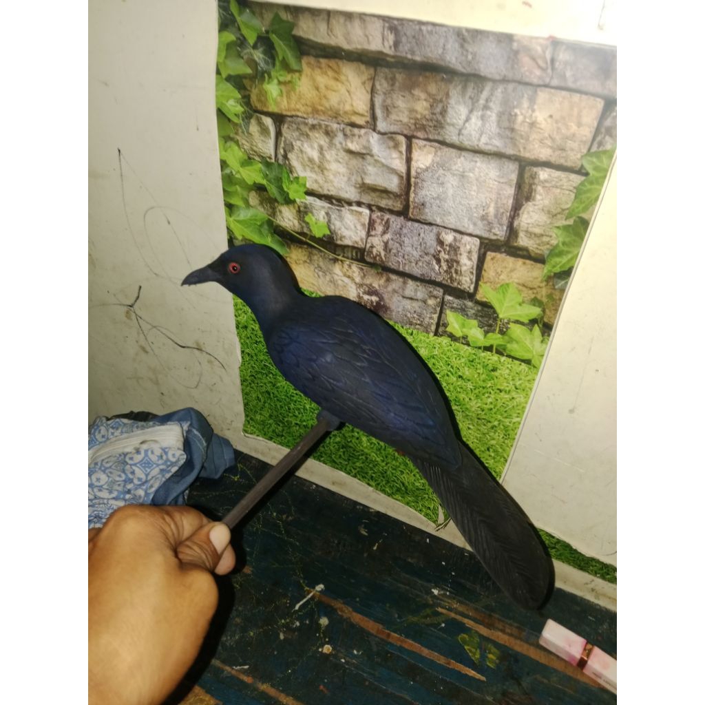 Jual Burung Tuwu Terlengkap & Harga Terbaru Juli 2026 | Shopee Indonesia