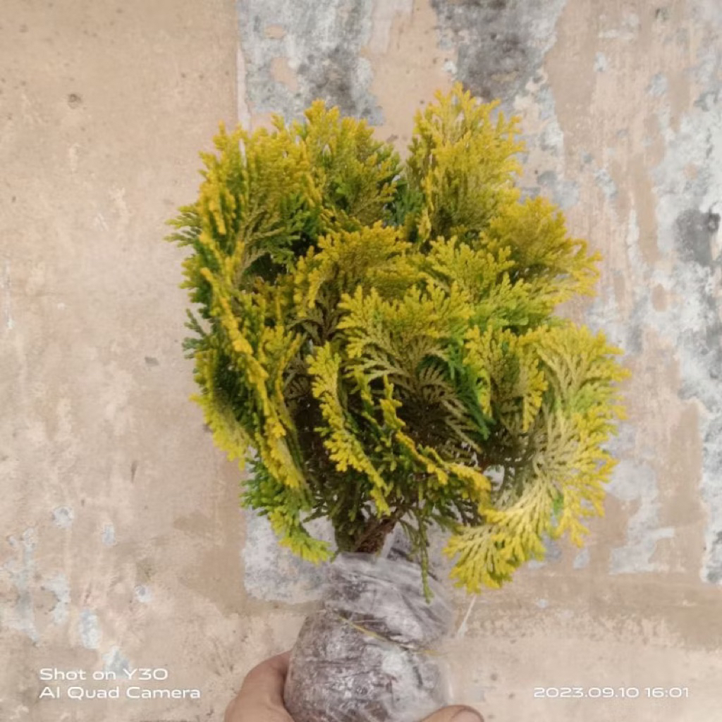 Jual Paket hemat 3 Tanaman hias cemara - cemara hinoki kuning - cemara ...