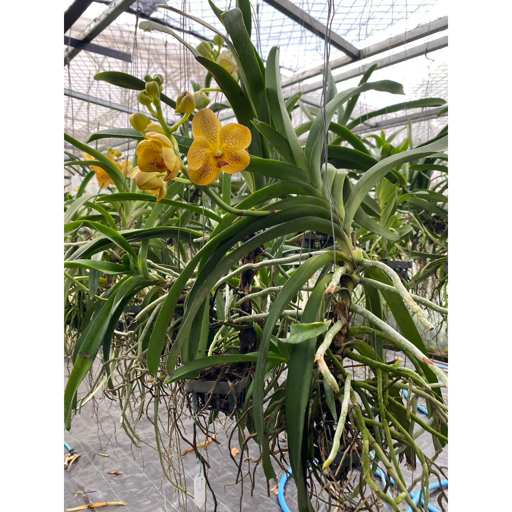 Jual VANDA DOUBLE PLANT | Shopee Indonesia