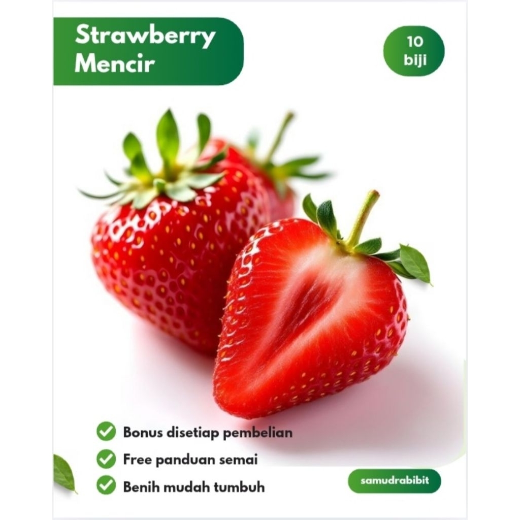 Benih Strawberry Mencir Dataran Rendah