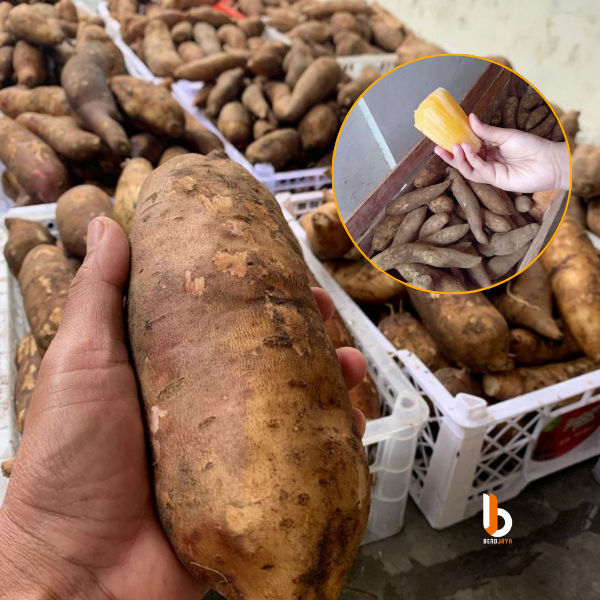 Jual Ubi Yakon Seger kriuk 1 kg - Sumber Inulin dan Serat Alami untuk ...