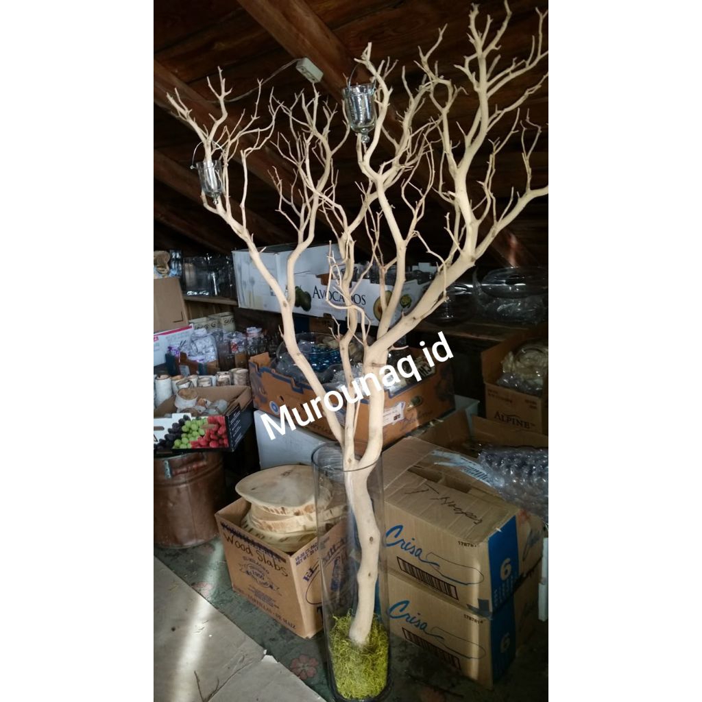 Jual Dekorasi Ranting kayu lurus kupas halus 200 cm. | Shopee Indonesia