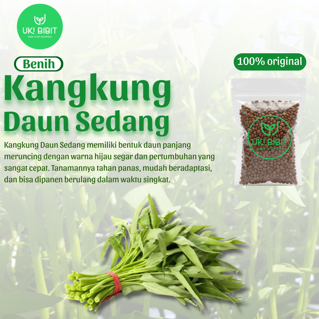 ( 50 Butir ) Benih Biji Kangkung | Kangkung Daun Sedang | Kangkung Daun Sempit