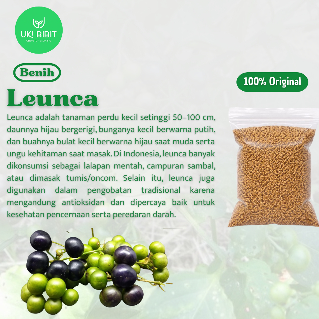 Jual ( 100 Butir ) Benih Biji Leunca | Ranti | Lenca | Lunca | Shopee ...
