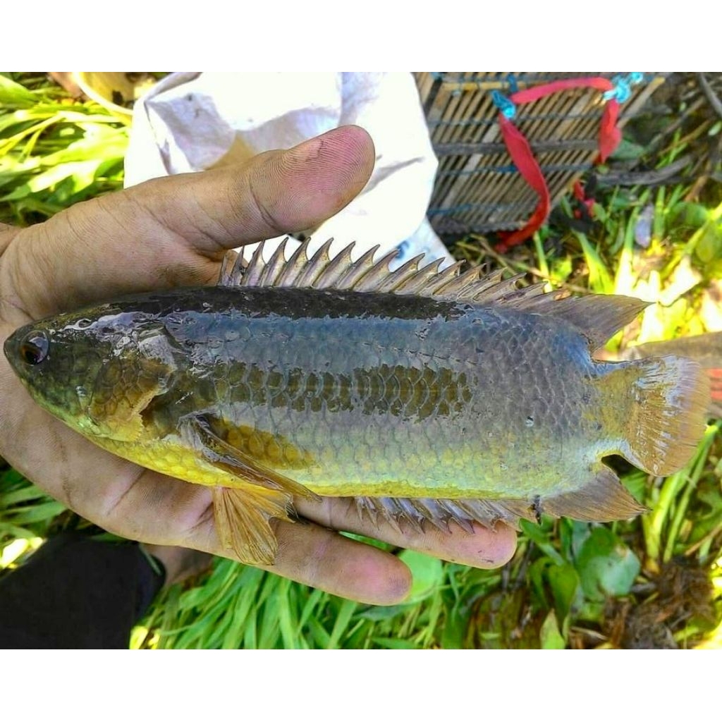 Jual Ikan Betok / Papuyu / Betik Hidup Segar - Size Konsumsi & Budidaya ...
