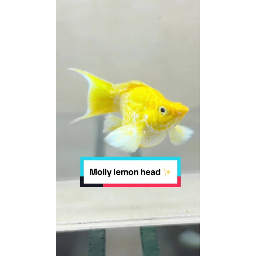 Jual paket hemat molly lemon hard roantail 1psng | Shopee Indonesia