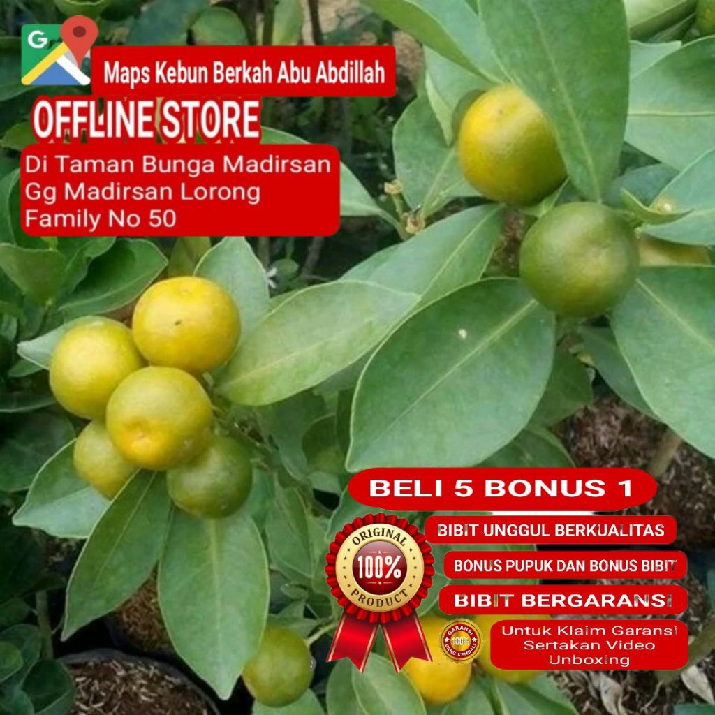 Jual Bibit Jeruk KASTURI Sudah Berbuah Kualitas Terbaik | Shopee Indonesia