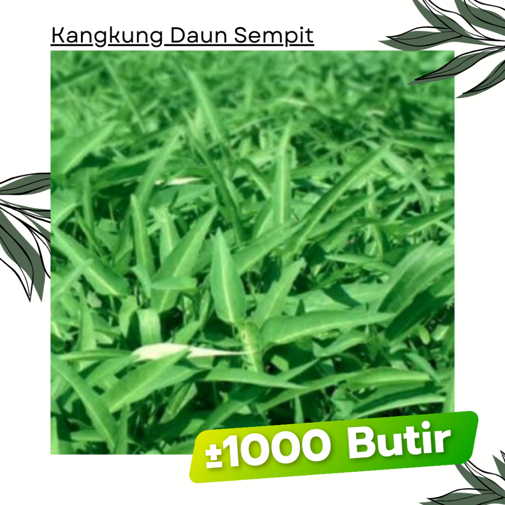 1000 Butir - Benih Kangkung Daun Sempit BAMBU Garuda Seed Bibit Sayuran Tanaman
