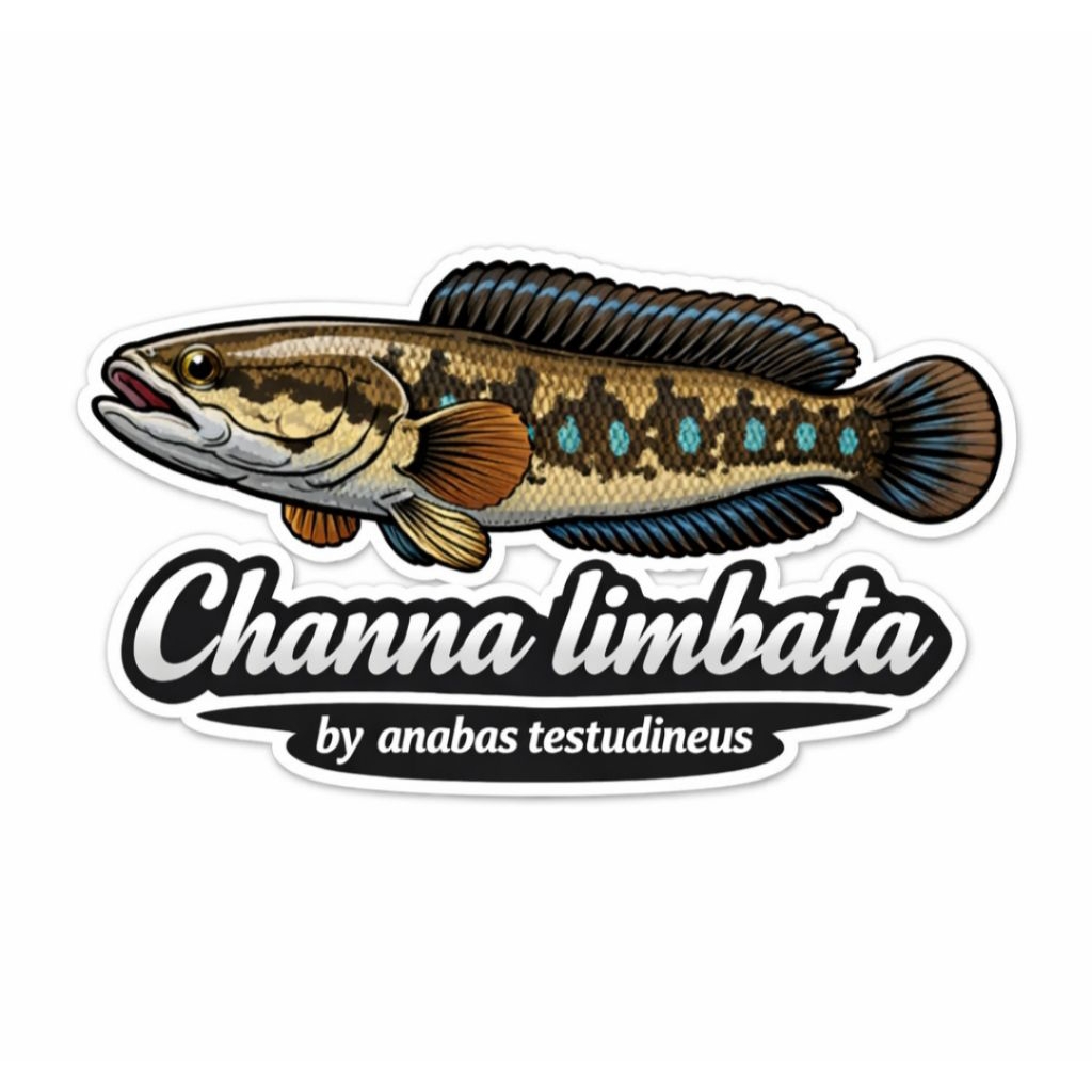 Jual sticker channa limbata 6-15 cm sehat | Shopee Indonesia