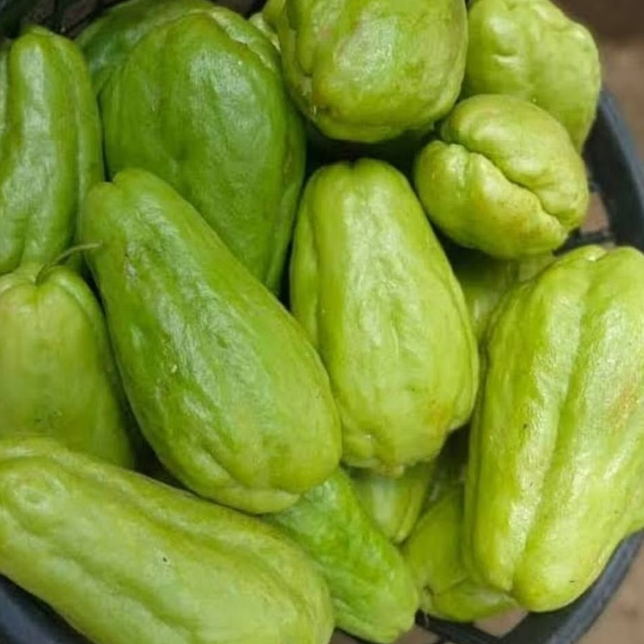 Jual labu siam segar dan fresh hidroponik 1kg | Shopee Indonesia