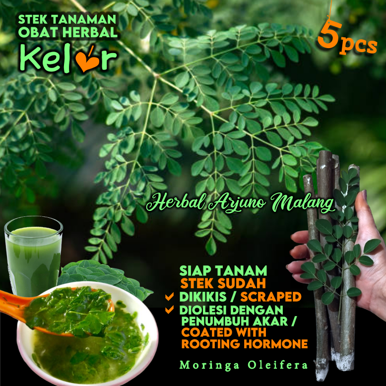 Jual Kelor Maronggi 5pcs Stek Batang Tanaman Toga Apotek Hidup Obat ...
