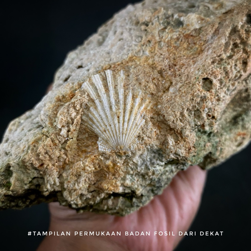 Jual Bongkahan Fosil Kerang Scallop Purba A4 atau Fosil Kijing atau ...