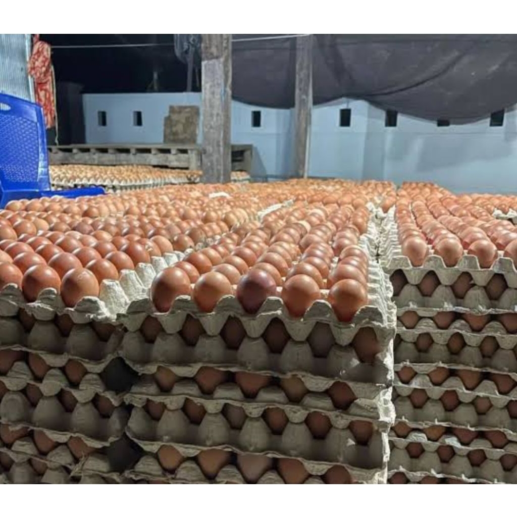 Jual 1 Rak Telur Isi Terlengkap & Harga Terbaru Agustus 2026 | Shopee ...