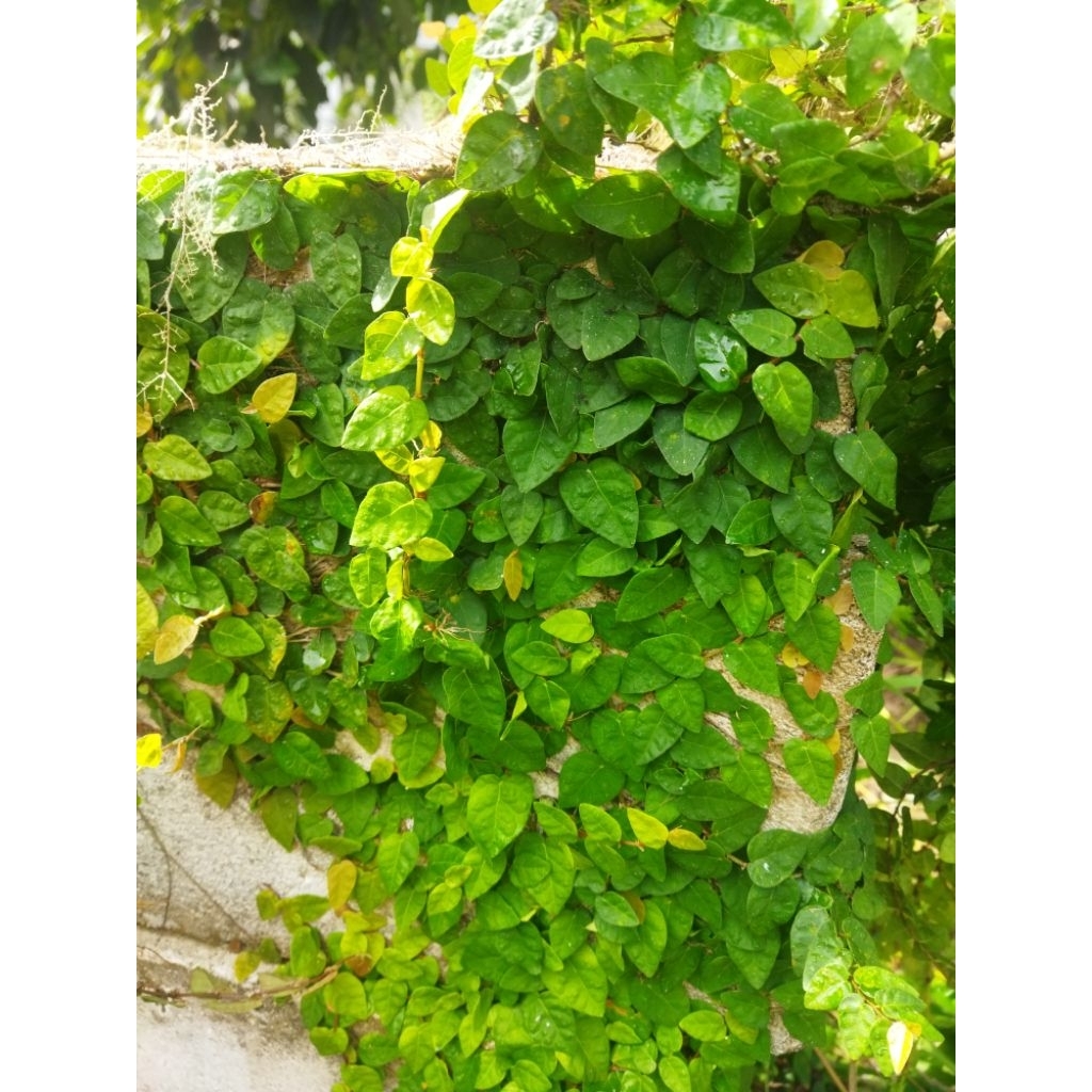Jual Bibit tanaman Dolar Rambat (ficus pumilla) | Shopee Indonesia