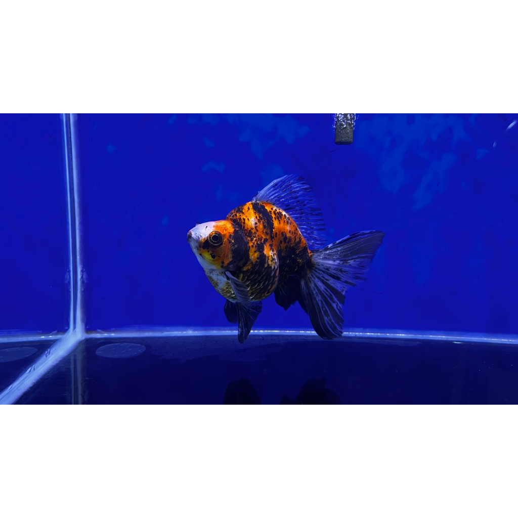 Jual Ikan Mas Koki Ryukin Tiger | Shopee Indonesia