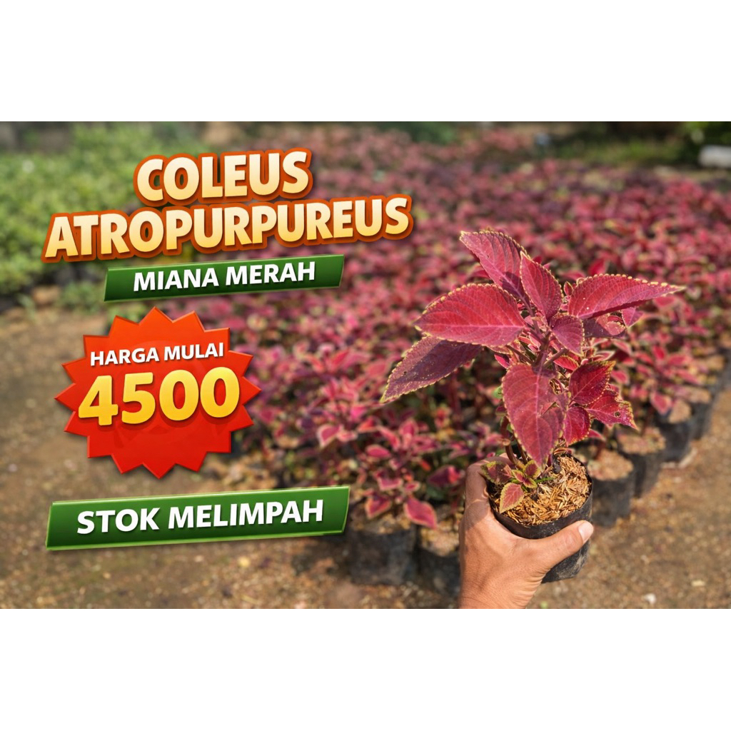 Jual tanaman herbal miana merah//coleus atropurpreus | Shopee Indonesia