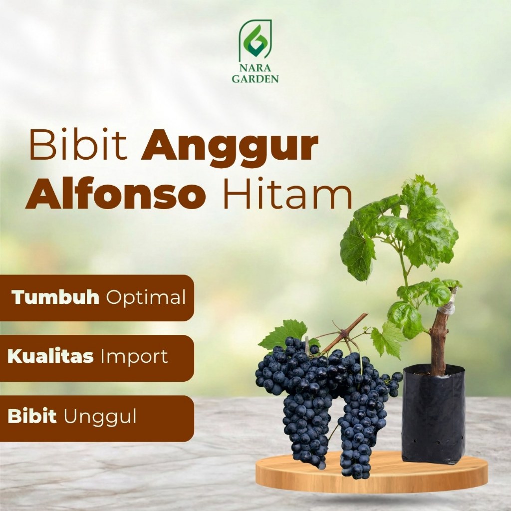 Nara Garden - Bibit Anggur Jenis Alfonso Hitam Tabulampot  Siap Berbunga dan Berbuah