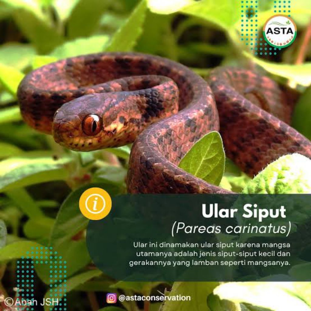 Jual Ular Siput Display | Shopee Indonesia