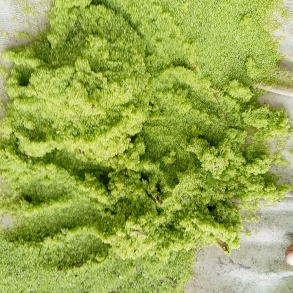 Produk Berkah Azolla Nganjuk | Shopee Indonesia