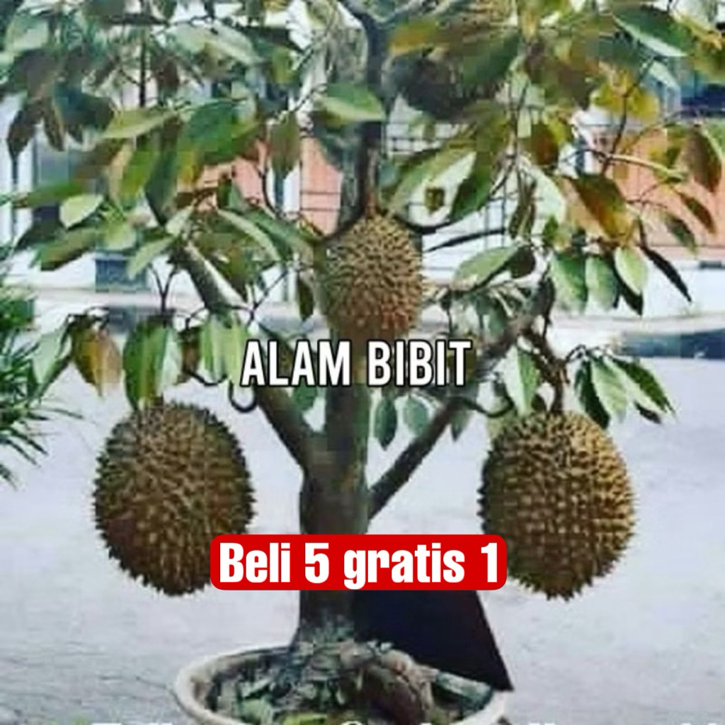 BIBIT DURIAN MONTONG BERBUAH 1-2 TAHUN  | COCOK DI TANAM POT
