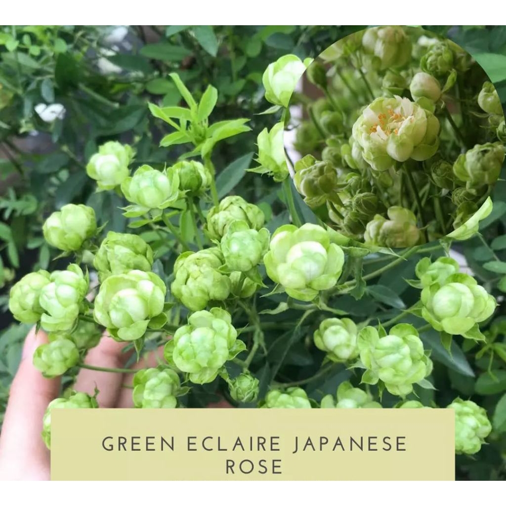 Jual Mawar Green Eclair Japanese Rose indukan super rimbun adaptif ...