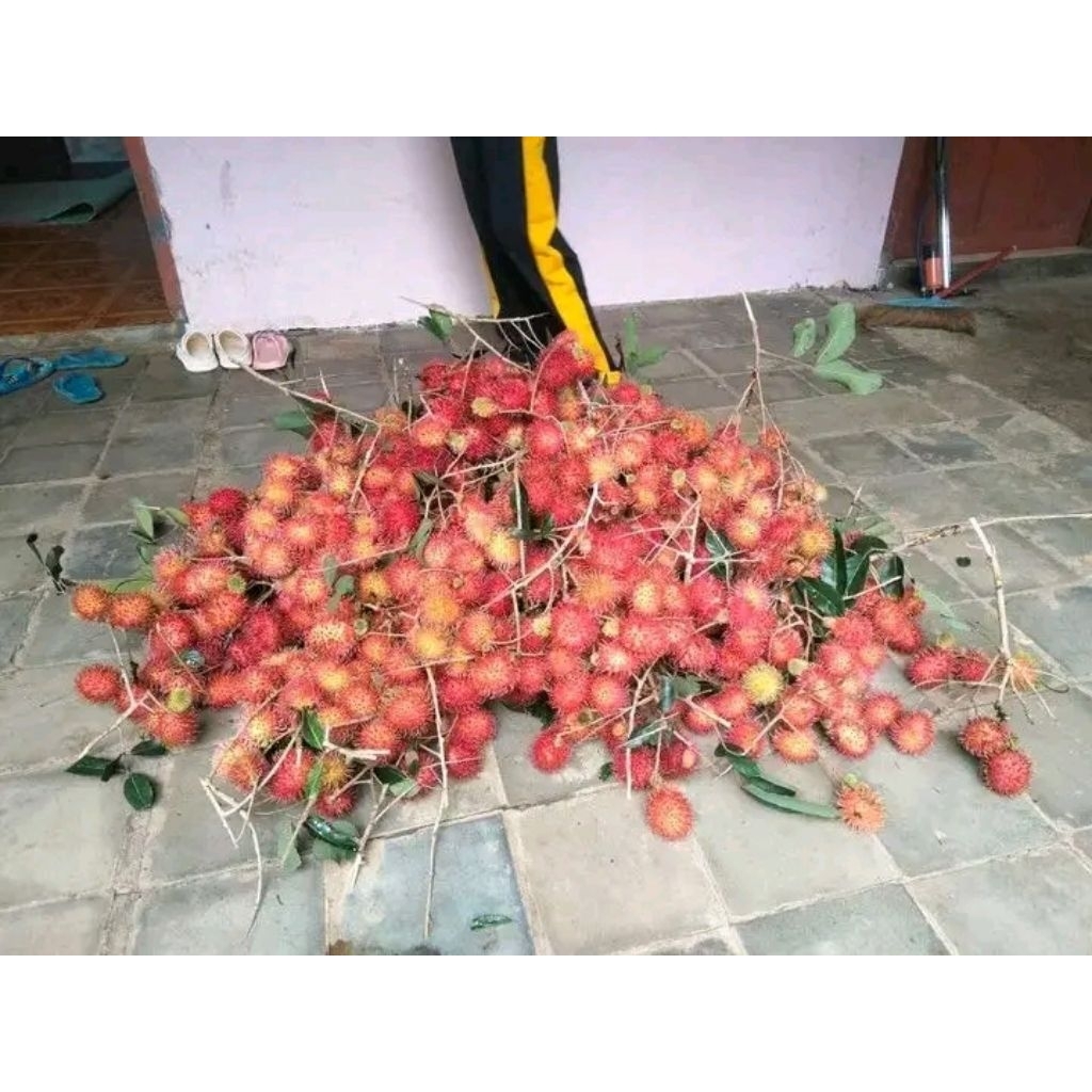 Produk SUPLAYEUR BUAH KECAPI DAUN dll | Shopee Indonesia