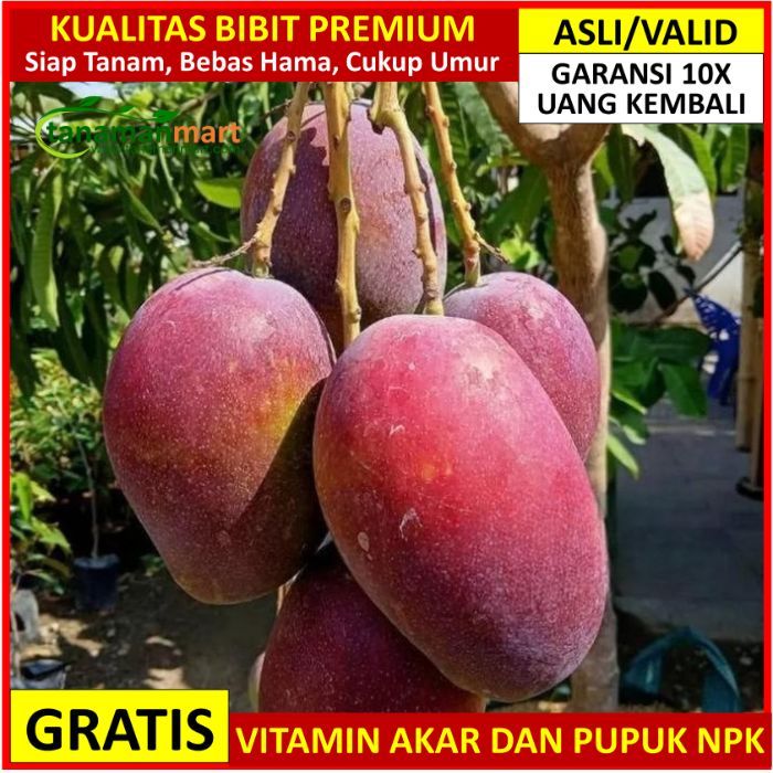 BIBIT MANGGA YUWEN 6 - CANGKOK ATAU OKULASI BIBIT TANAMAN BUAH UNGGUL MURAH BERGARANSI
