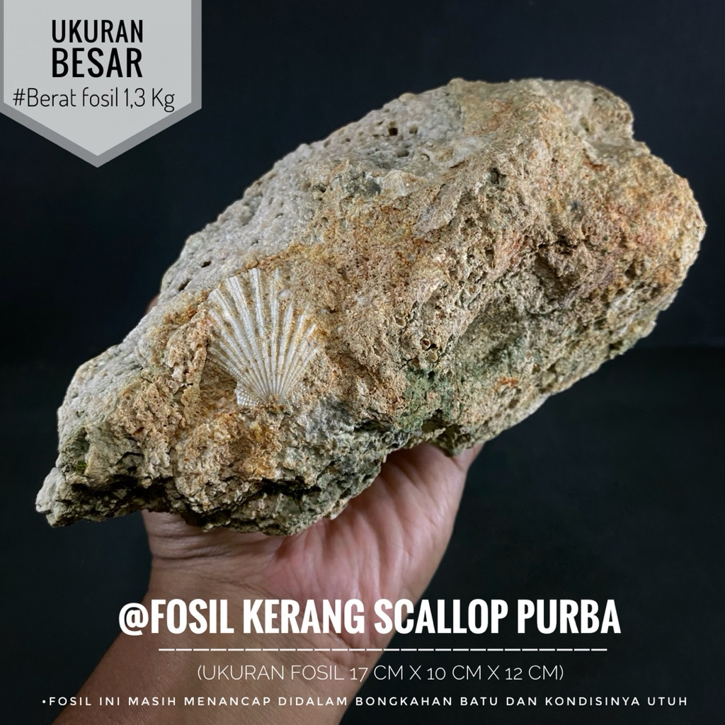 Jual Bongkahan Fosil Kerang Scallop Purba A4 atau Fosil Kijing atau ...