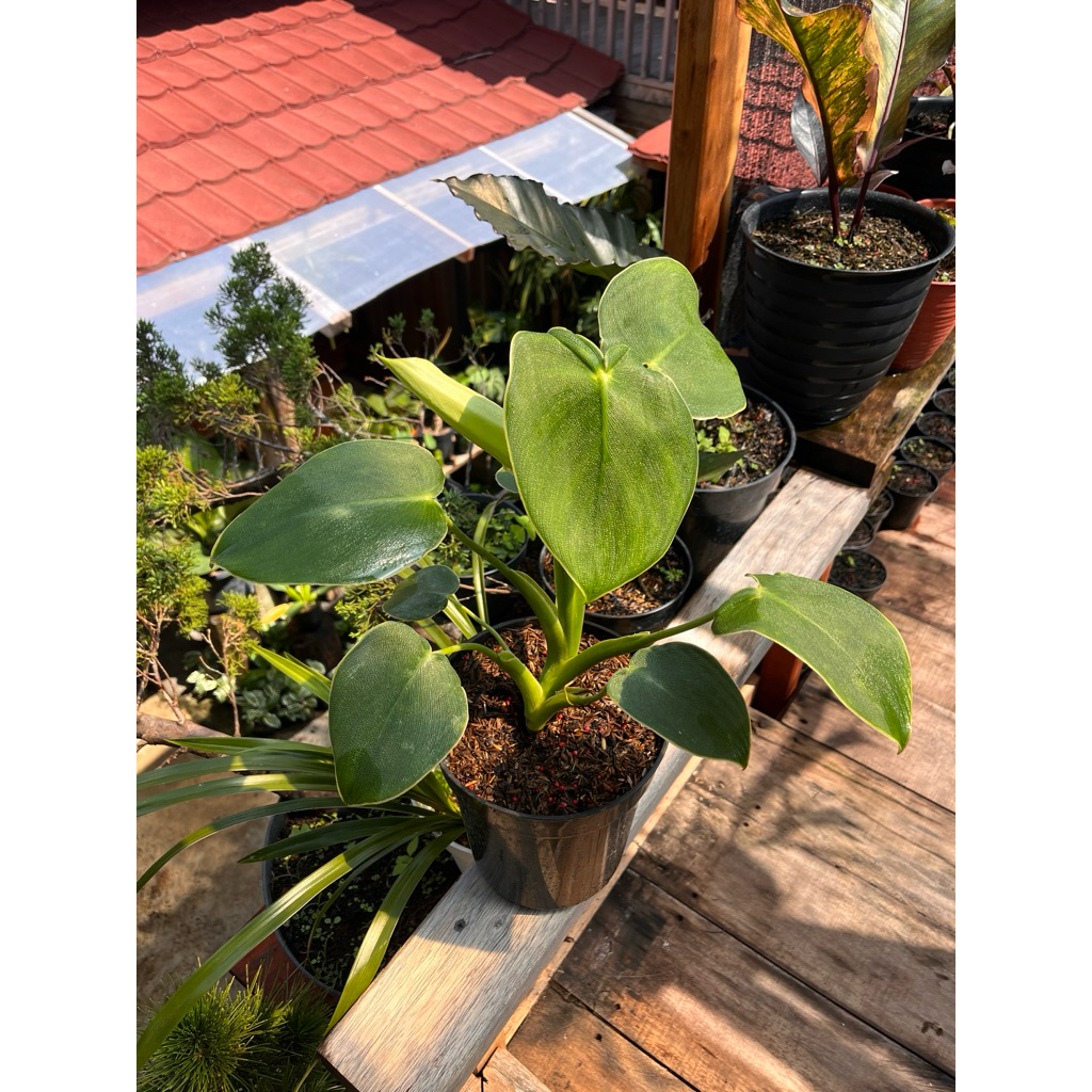 Produk ShanumPlants | Shopee Indonesia