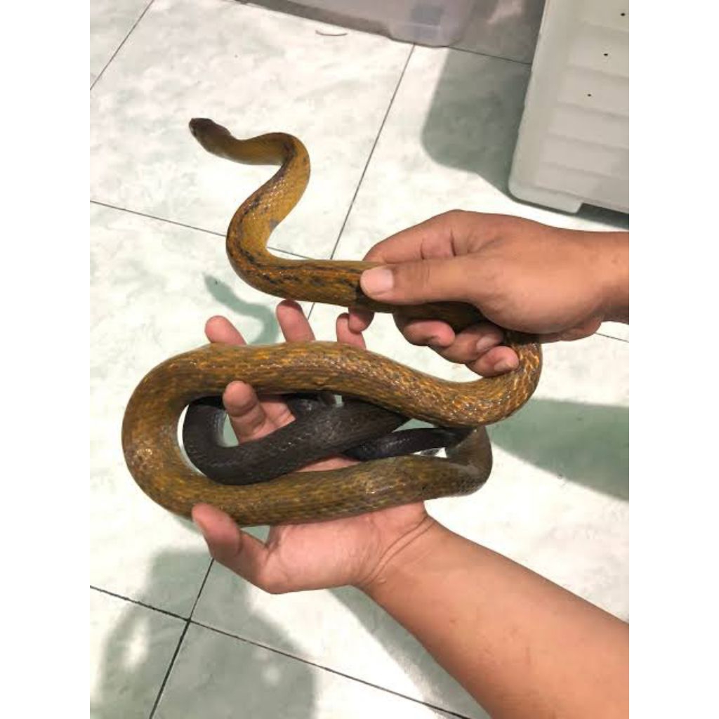 Jual Ular Sowo Kopi / Ular Babi Display | Shopee Indonesia