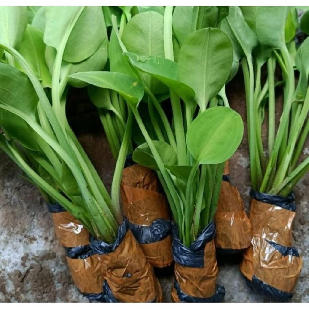 Jual Sayur Genjer Terlengkap & Harga Terbaru Juli 2026 | Shopee Indonesia