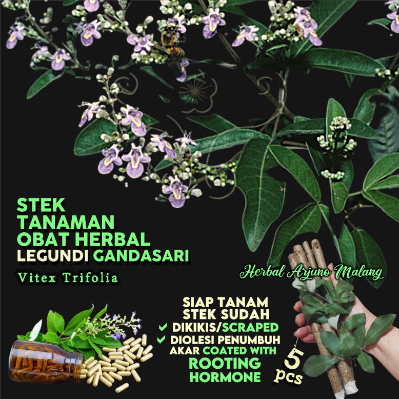 Jual Legundi Gandasari 5pcs Stek Batang Tanaman Toga Obat Apotek Hidup ...
