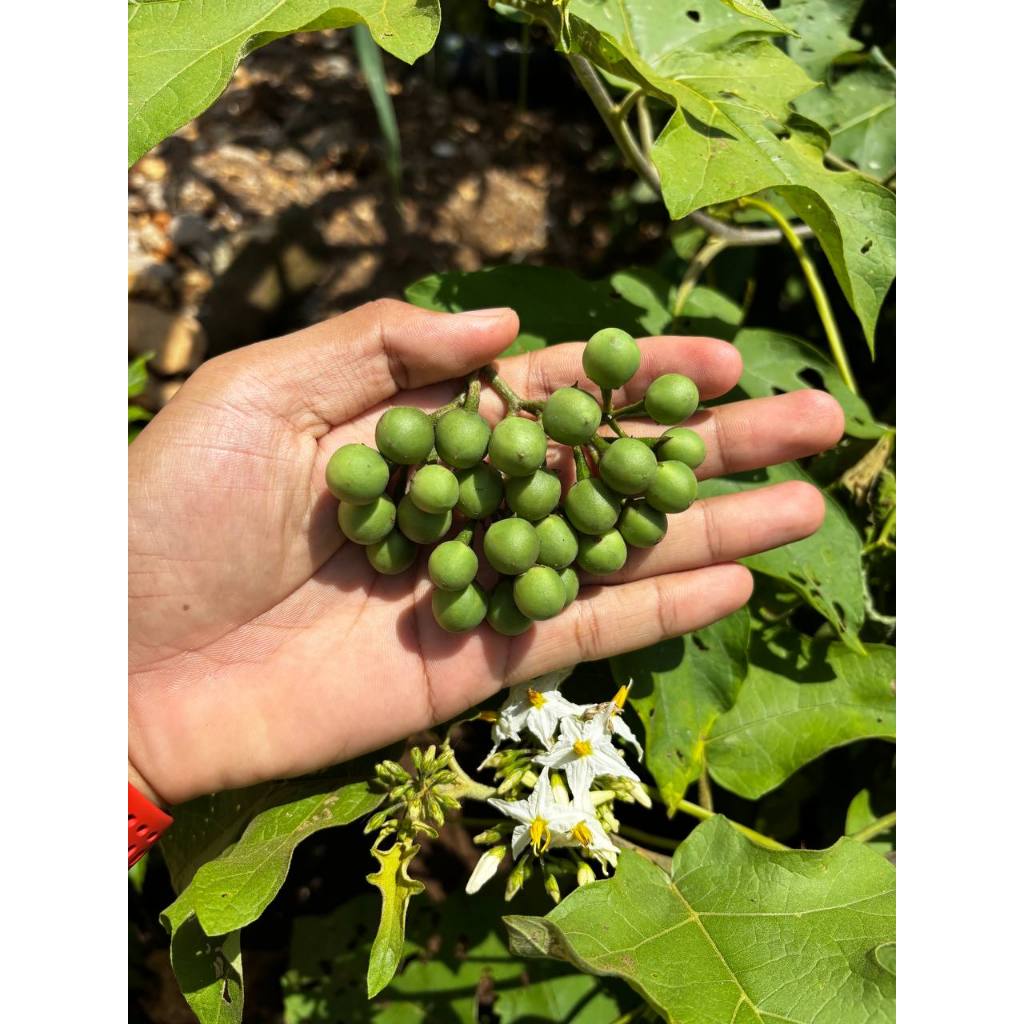 Jual Benih Takokak 1gr ±950 Biji | Terong Ranti Cepat Tumbuh | Cocok ...