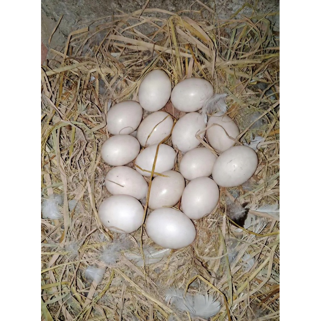 Jual telur entok rambon jumbo fertil siap di tetaskan!!! | Shopee Indonesia
